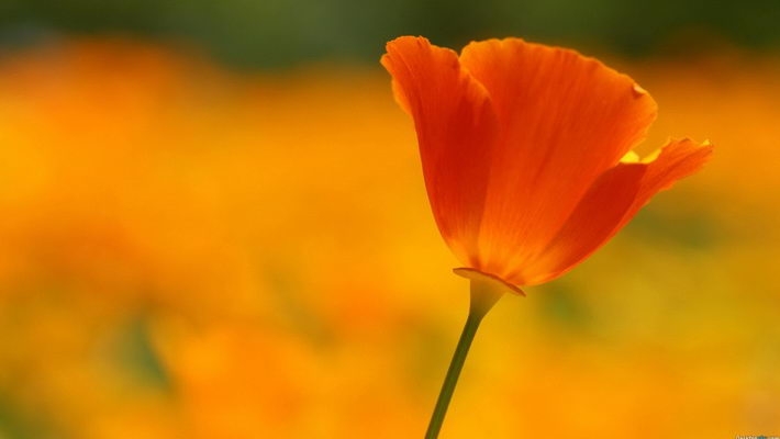 小编精选高清虞美人1080P壁纸下载欣赏