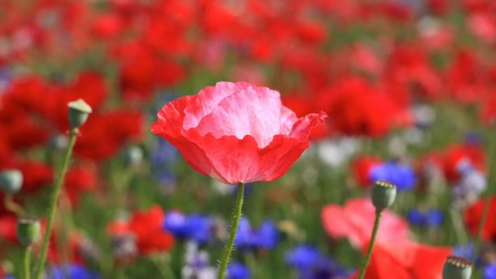 小编精选高清虞美人1080P壁纸下载欣赏