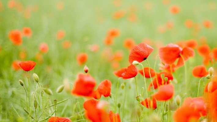 小编精选高清虞美人1080P壁纸下载欣赏