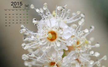 2015年3月日历鲜花微距摄影Windows7官方桌面壁纸下载