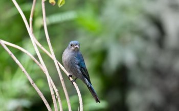 铜蓝鹟鸟类电脑宽屏壁纸