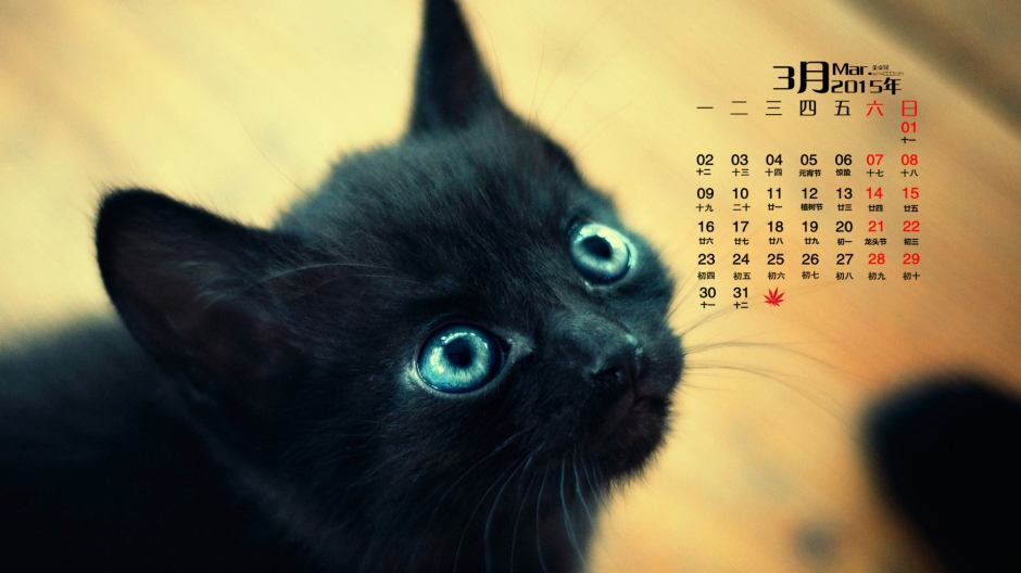 猫星人日历壁纸精选调皮可爱的猫咪图片猫星人卖萌高清下载