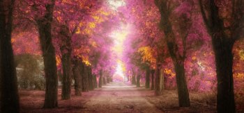 公园,树,道路,粉红色的树叶,通往天堂的风景桌面壁纸