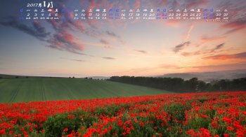 2017年1月夕阳下的花海高清日历壁纸