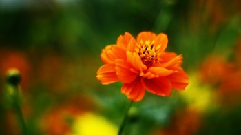 清新硫华菊笔记本电脑壁纸