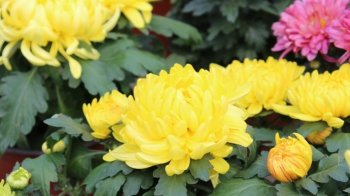 秋季菊花摄影win7桌面壁纸