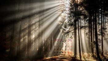 2017年2月唯美森林光影风景高清日历壁纸