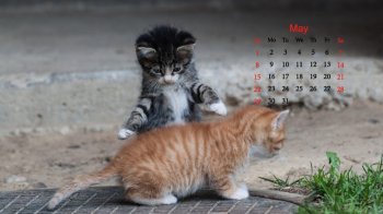 2016年5月日历两只小猫电脑壁纸