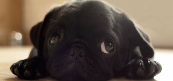 黑色的小狗可爱壁纸 人家我在想隔壁家的旺财