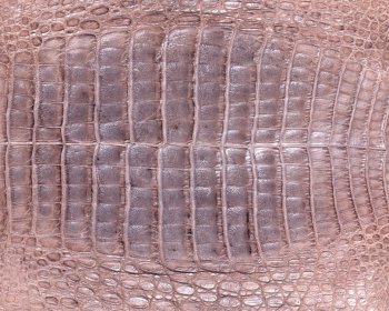 动物皮毛纹理 第一辑