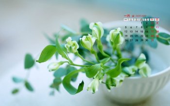 2015年1月日历壁纸赏心悦目的清新绿色植物盆栽高清图片下载
