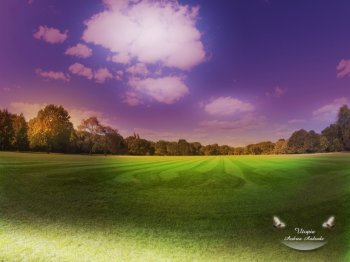 1024 600壁纸推荐在爱情的原野上