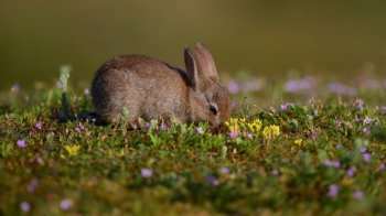 草地里的可爱野兔高清动物壁纸