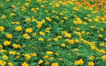 花海图片电脑壁纸