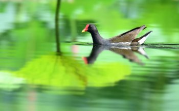 黑水鸡嬉戏高清图片电脑桌面壁纸图片下载