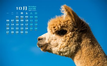 2014年10月日历可爱羊驼草泥马win7高清电脑桌面壁纸大全
