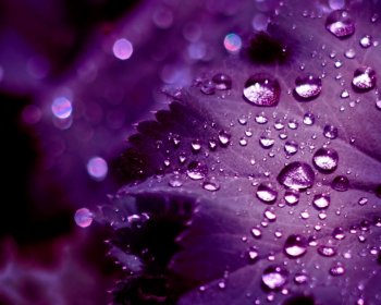 叶子露水桌面壁纸