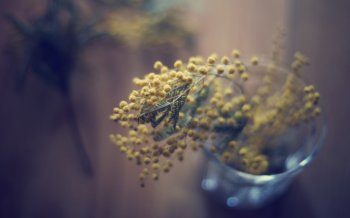 唯美玻璃瓶与花图片壁纸大全