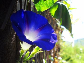 清新紫色牵牛花桌面壁纸高清图片下载