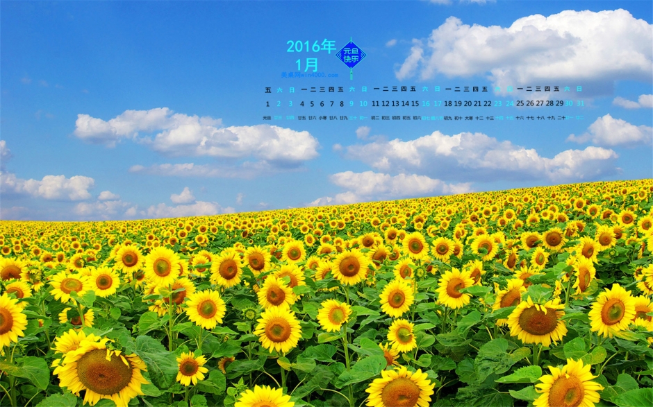 海洋一片般的大片花朵盛开的向日葵唯美高清图片分享