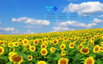 海洋一片般的大片花朵盛开的向日葵唯美高清图片分享