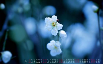 2016年5月日历唯美花朵桌面壁纸1