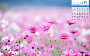 2016年8月日历高清小清新花草电脑桌面壁纸