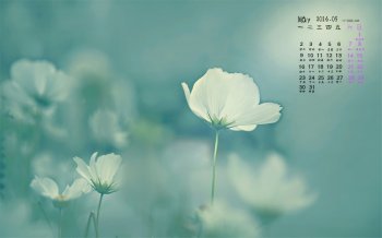 2016年5月日历淡雅花朵桌面壁纸