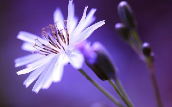 清新花卉摄影图片桌面壁纸