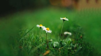 精选唯美意境花卉高清桌面壁纸