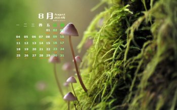 2014年8月日历壁纸绿色护眼清新小蘑菇微距写真图片第一辑