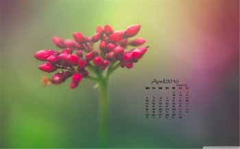 2016年4月日历清新植物电脑壁纸图片
