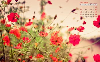 2014年8月日历壁纸唯美意境清新素雅鲜花特写