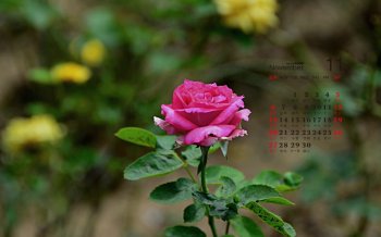 2016年11月日历清新植物花卉高清桌面壁纸