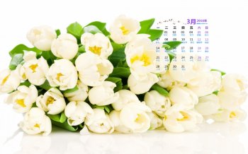 2016年3月日历壁纸清新护眼植物IMAC图片