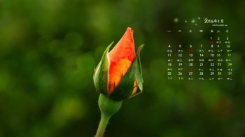 2016年1月日历唯美好看的花骨朵桌面壁纸