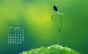 2015年10月日历高清护眼植物桌面壁纸下载1