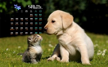 2015年5月日历壁纸精选在草地上玩耍的可爱动物小猫小狗图片