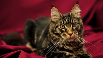 坐在红毯上的黑色猫咪桌面壁纸