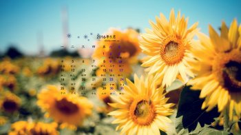 向着太阳鲜花盛开美不可言的向日葵高清图片下载壁纸