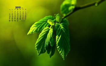2015年12月日历精选清新植物花卉桌面壁纸1下载