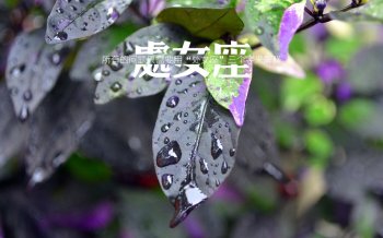 处女座唯美语录高清桌面壁纸下载1