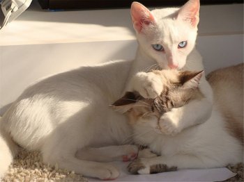 精选一对超萌的可爱小猫高清电脑桌面壁纸下载