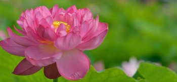 粉色莲花,花瓣,荷叶,电脑壁纸