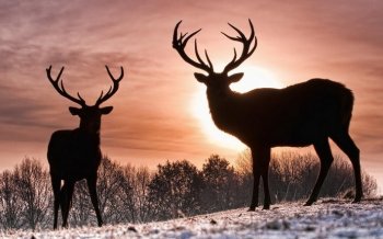 野生动物剪影高清摄影壁纸
