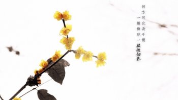 冬季一树梅花摄影桌面壁纸