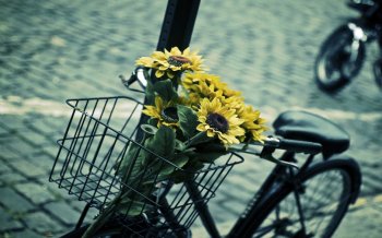 向日葵自行车桌面壁纸