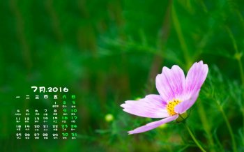 2016年7月日历绿色小清新花卉电脑壁纸图片