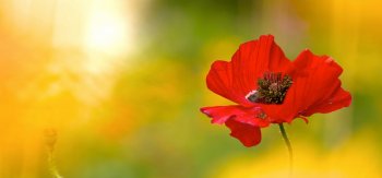 花，红罂粟，轻，鲜花,光照条件下拍照，桌面壁纸