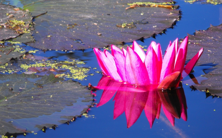 五彩缤纷花卉特写图片桌面壁纸